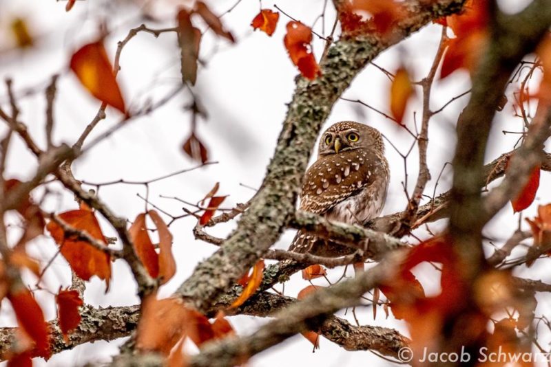 Pearl-spotted Owlet (c) Jacob Shwarz