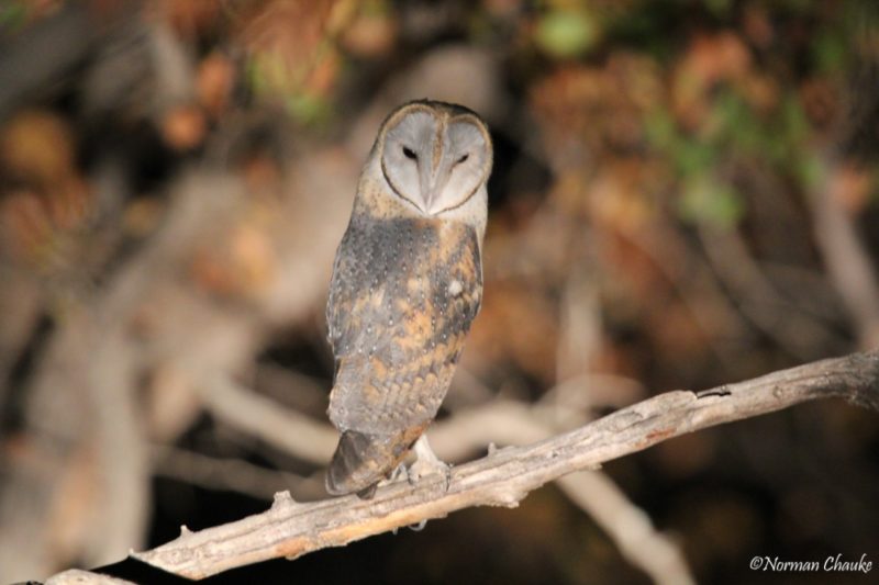 Western Barn Owl at Selati Camp (c) Norman Chauke Western Barn Owl at Selati Camp (c) Norman Chauke