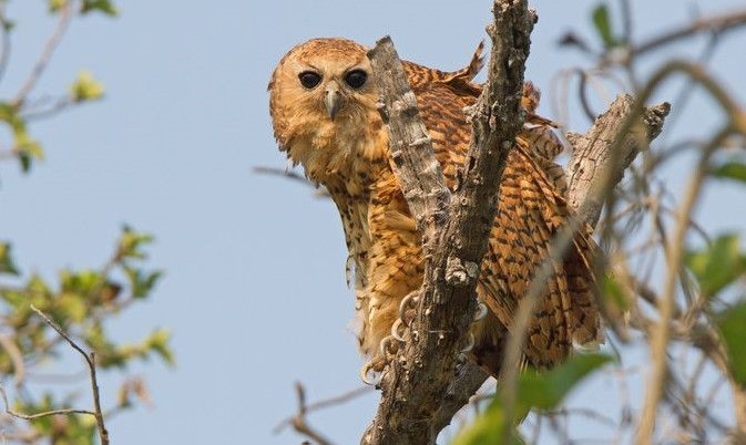 Pel’s Fishing Owl in Makuleke (c) Ross Hawkins Western Barn Owl at Selati Camp (c) Norman Chauke