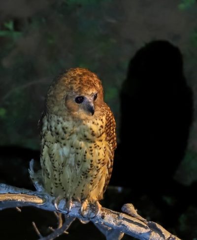 Pel’s Fishing Owl at Pafuri Levuvhu River (c) Tigris Zhang Western Barn Owl at Selati Camp (c) Norman Chauke