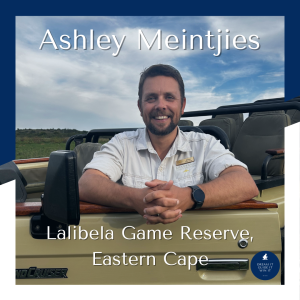Ashley Meintjes