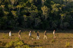 A guided bushwalk