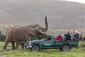 An elephant smelling the cruiser