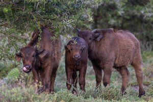 Buffalo calves – Brendon Jennings