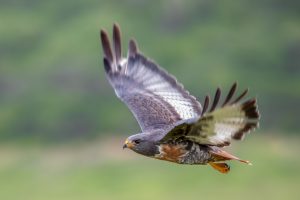 Jackal buzzard in flight – Brendon Jennings