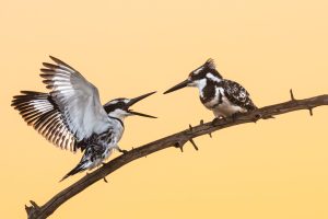 Pied Kingfishers – Brendon Jennings